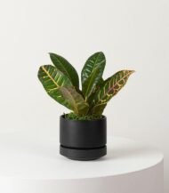 Organic Potting Mix - Image 5