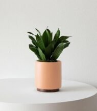 Full Spectrum LED Grow Light - Image 4