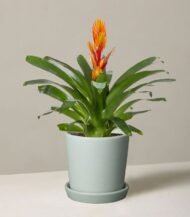 Peat Free Potting Mix - Image 3