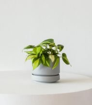 Cactus & Succulent Potting Mix - Image 3