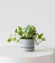 N’joy Pothos - Image 3