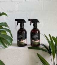 Peperomia Obtusifolia - Image 4