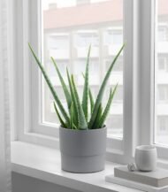 Neem Oil Natural Leaf Shine - Image 5